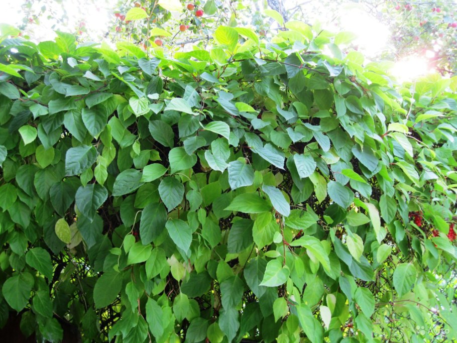 Лиана древогубец круглолистный