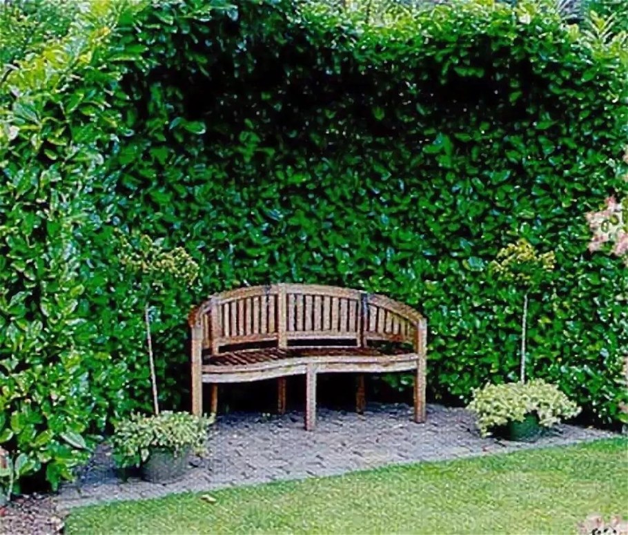 Лимонник вертикальное Озеленение