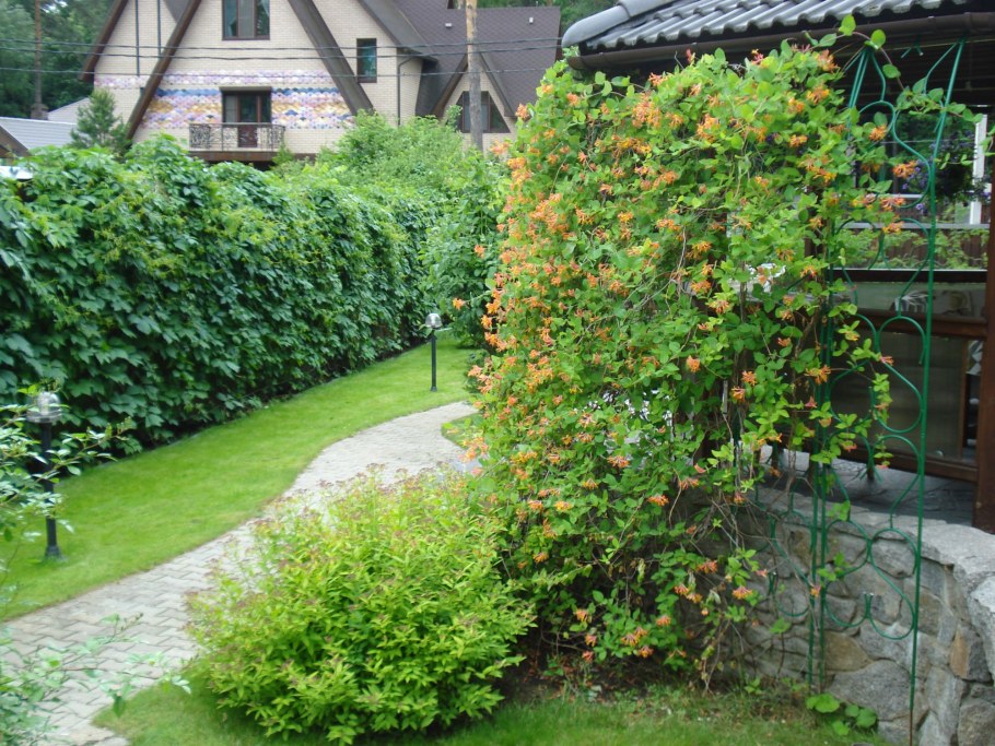 Жимолость каприфоль изгородь