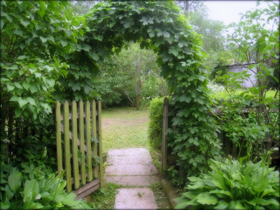 Беседка увитая плющом