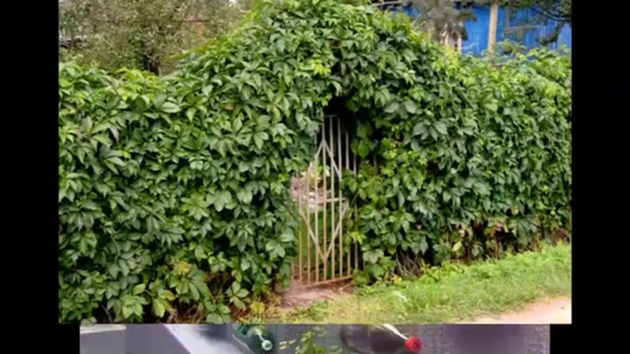 Терраса Турандот девичий виноград