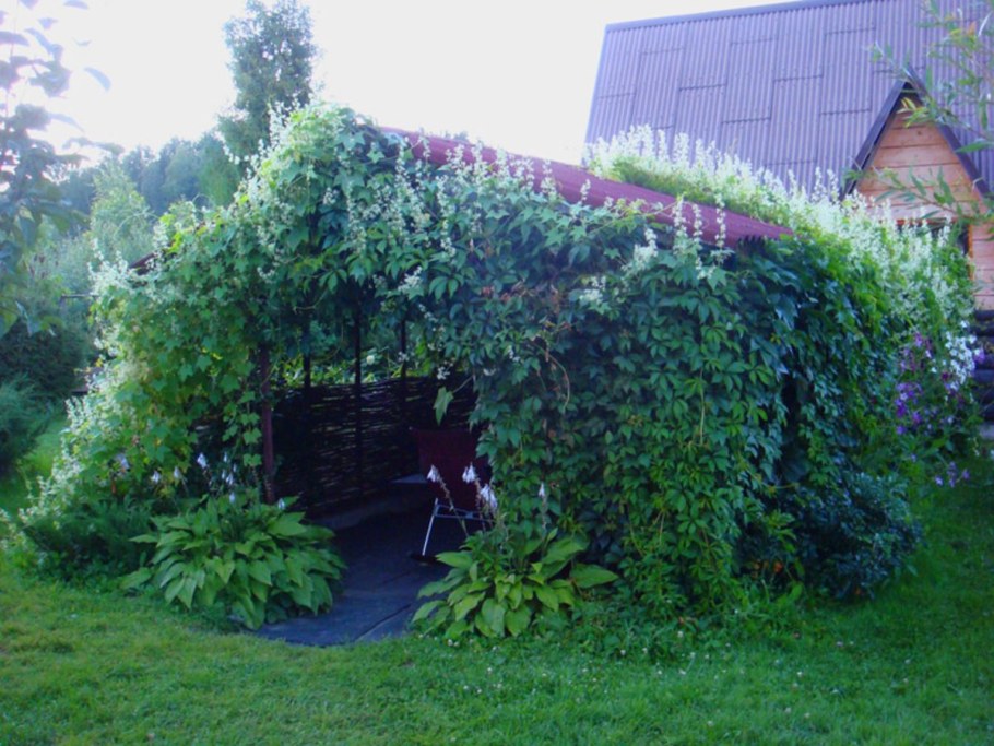 Девичий виноград на садовой арке