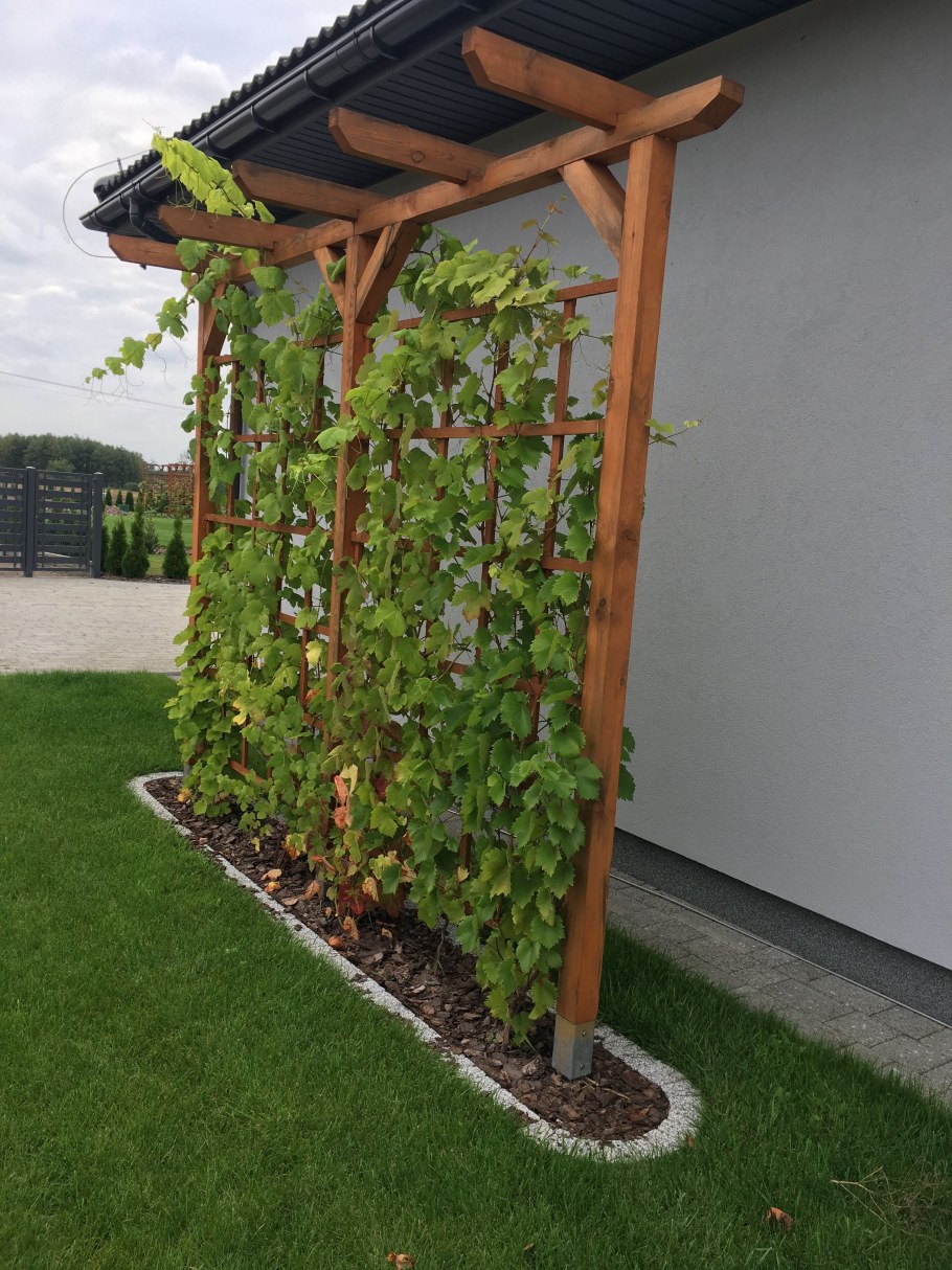 Пергола с диким виноградом