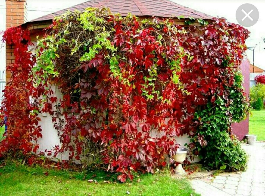 Шпалерная Живая изгородь