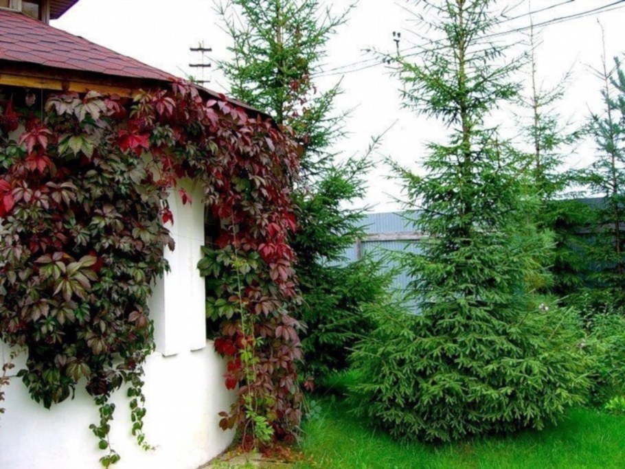 Беседки и перголы с актинидией аргута