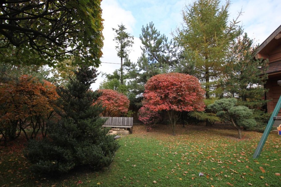 Клен Гиннала в ландшафте