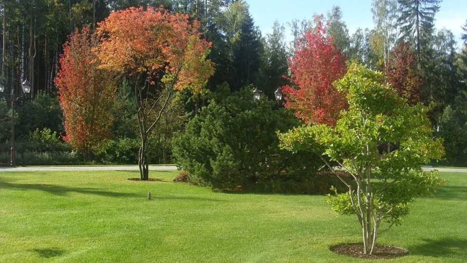 Клен Гиннала