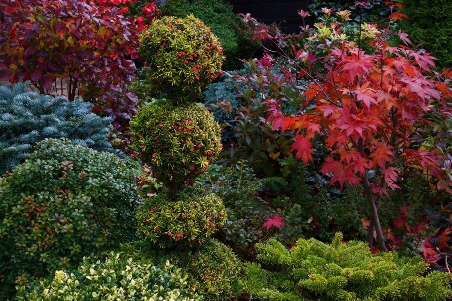 Клен красный с хвойниками