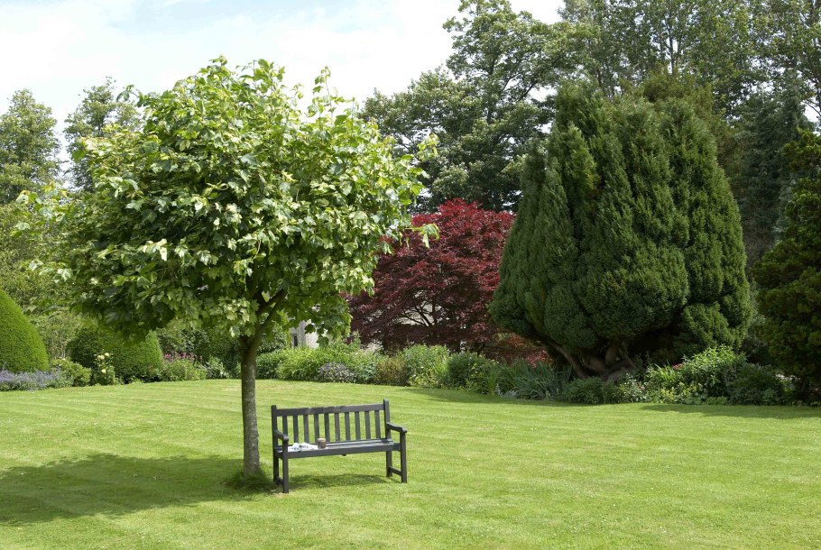 Солитер дерево клён