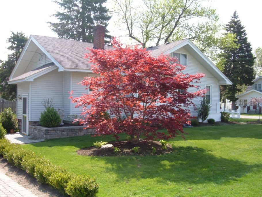 Клен Гиннала в ландшафтном