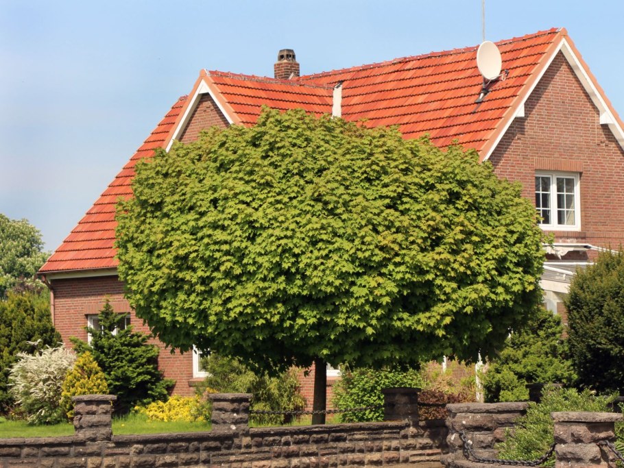 Клён Глобоза