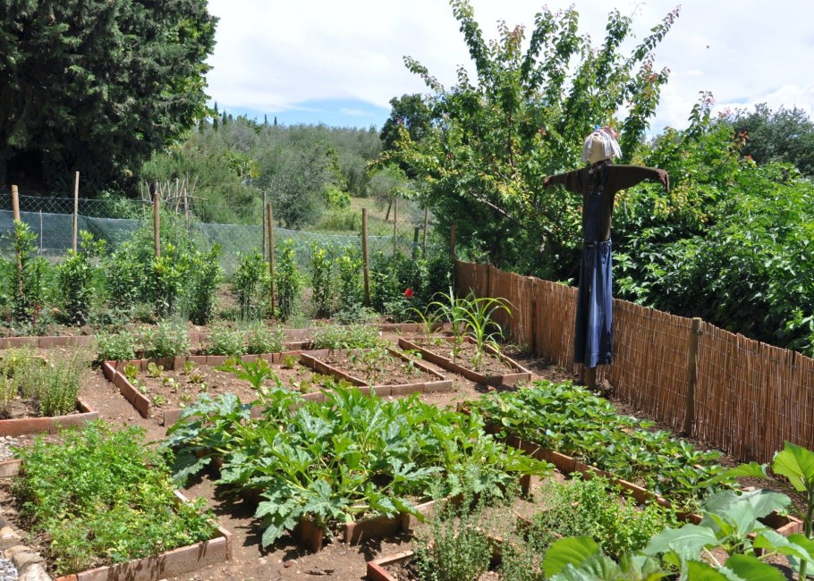 Огород в сельской местности