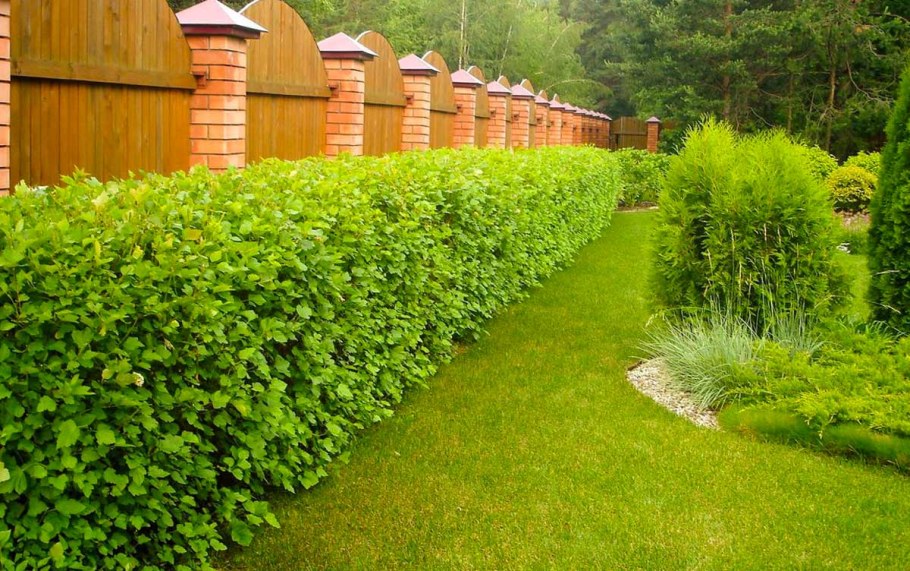 Клумба вдоль забора