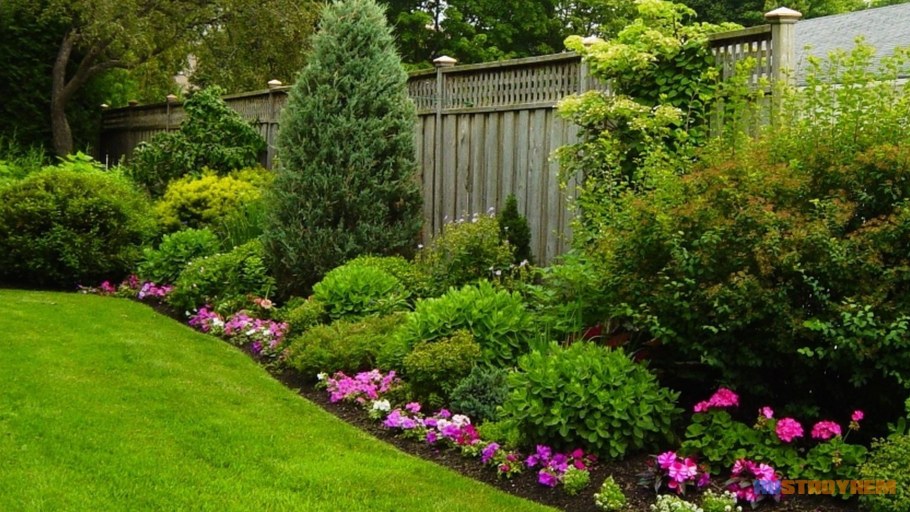 Дерен белый Элегантиссима Живая изгородь