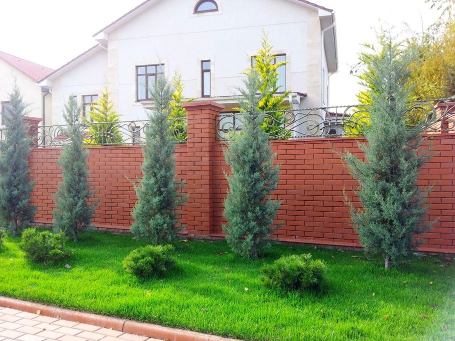 Сад Палисад можжевельник