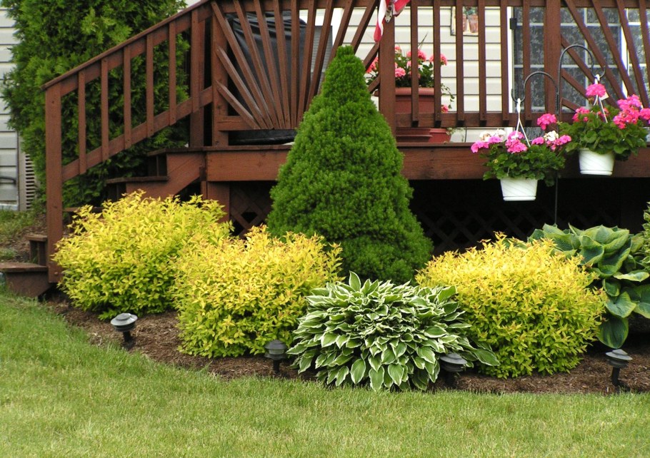 Пузыреплодник туя изгородь