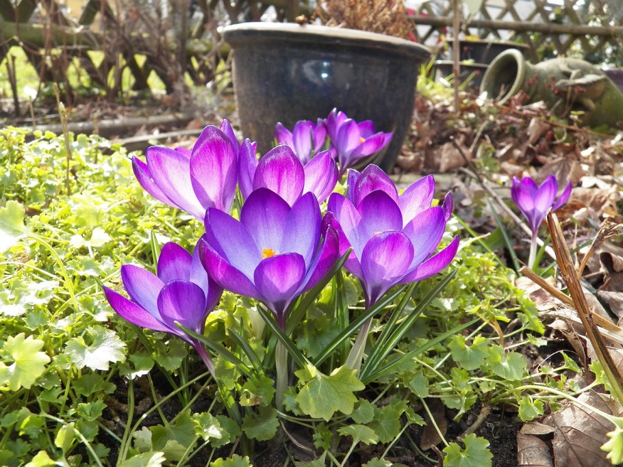 Крокусы цветы на клумбе