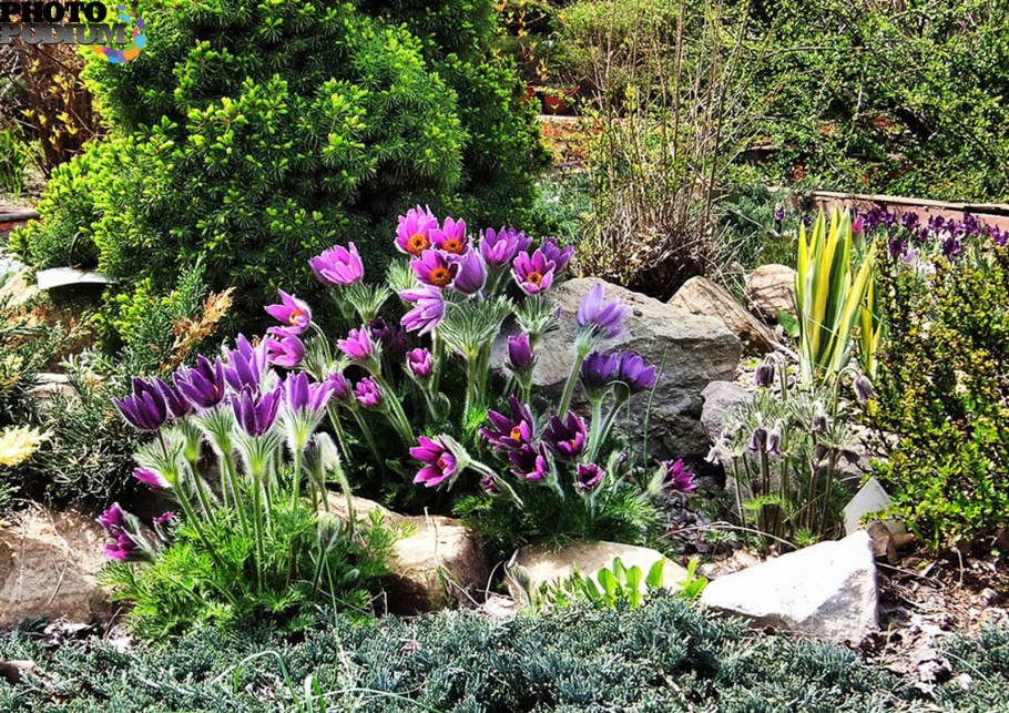 Миксбордер тюльпаны крокусы нарциссы