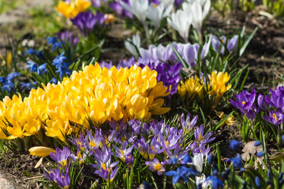Луковичные цветы крокусы