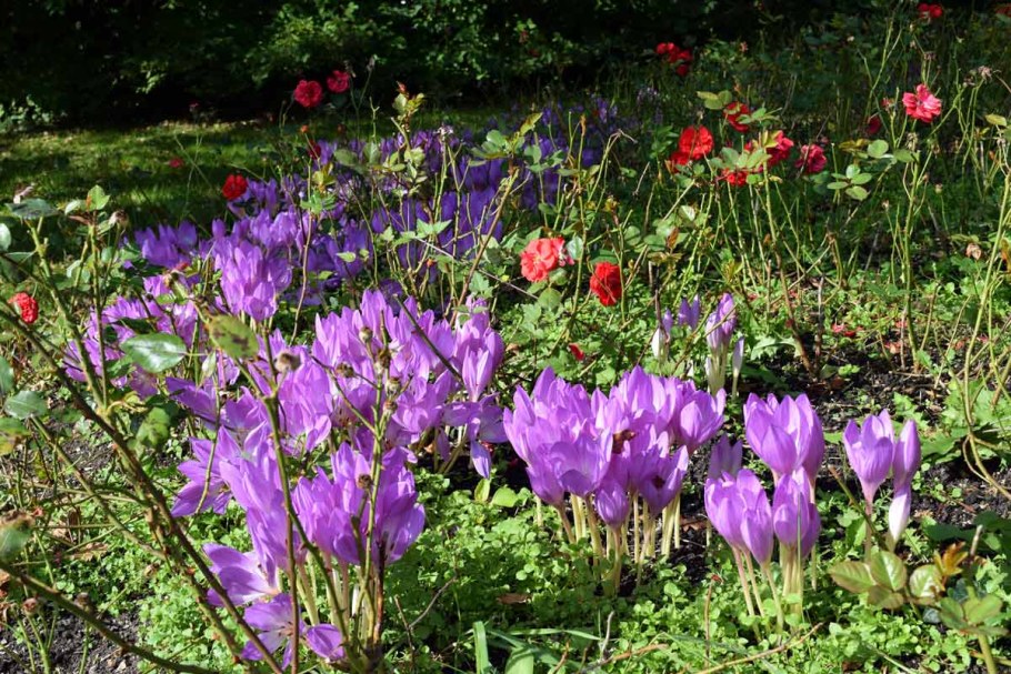 Альпийская горка тюльпан Нарцисс Крокус