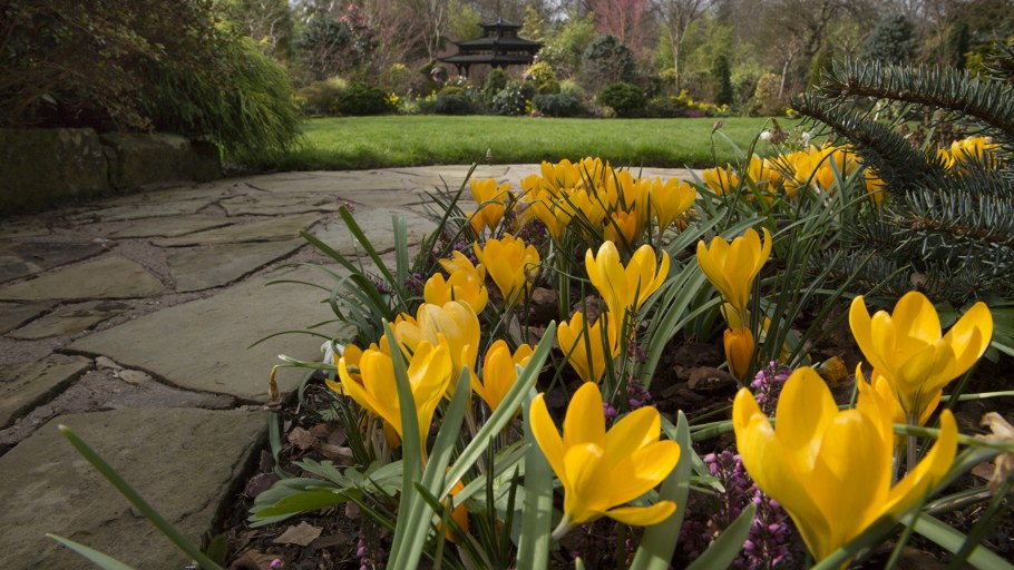 Пролески, подснежники, крокусы