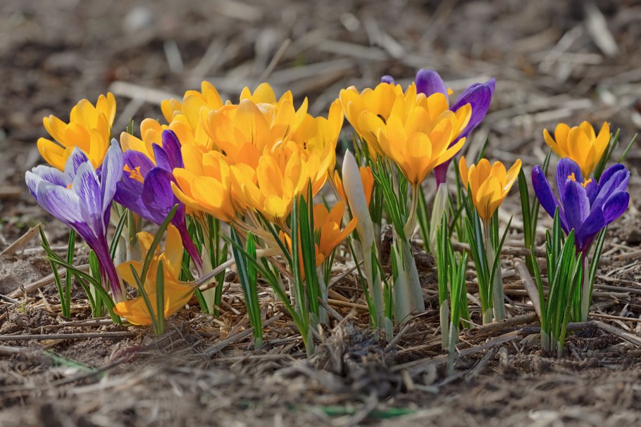 Весенние первоцветы тюльпан