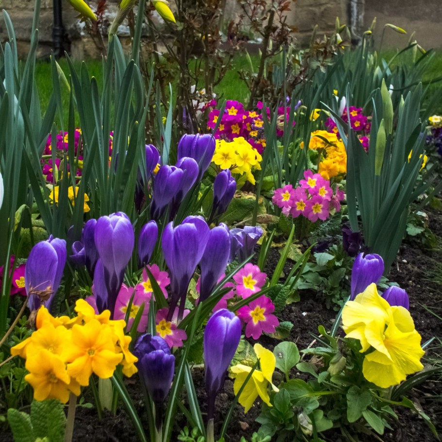 Крокусы посадка и уход в открытом грунте