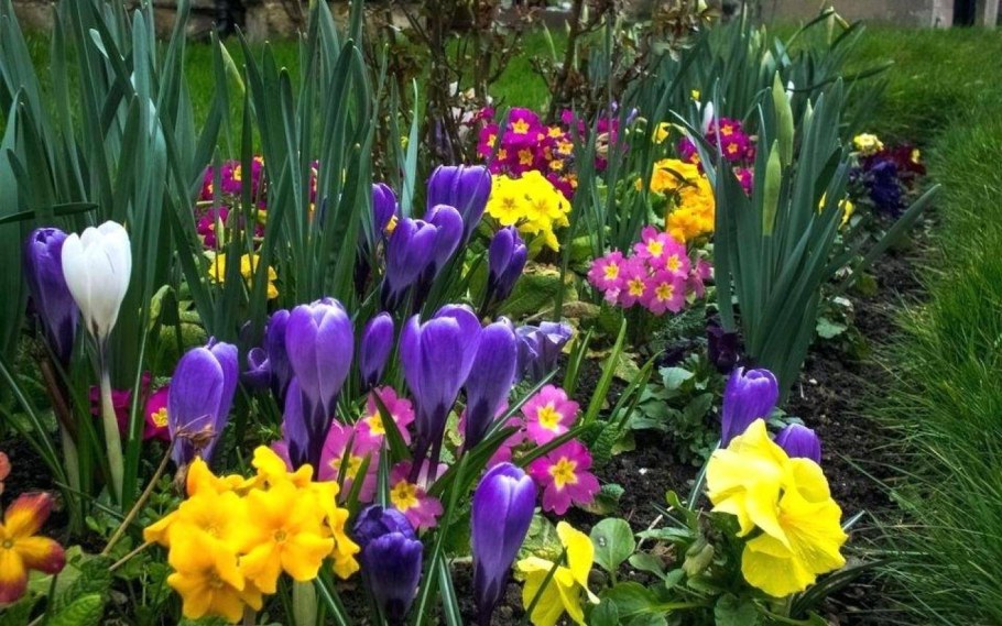 Крокусы нарциссы гиацинты примула