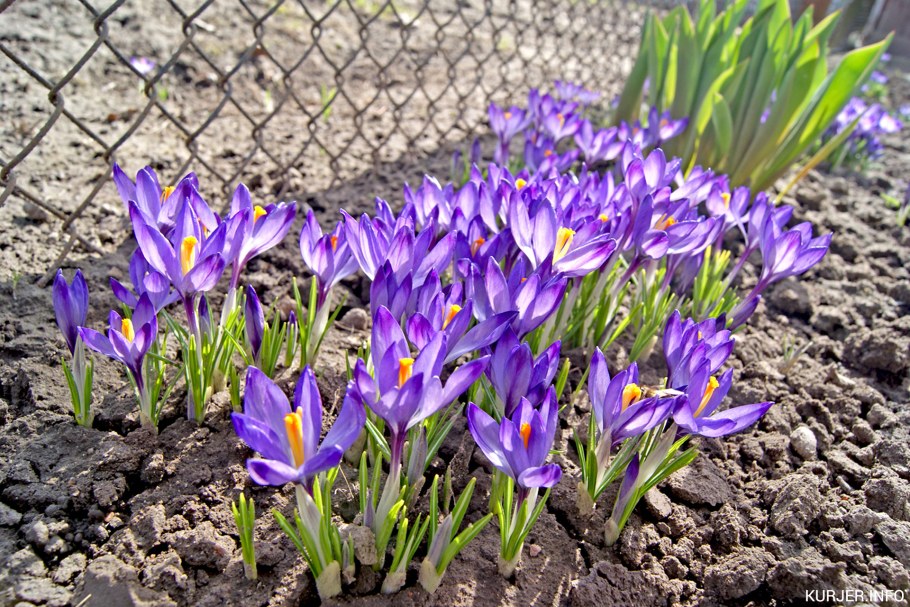 Бордюрные крокусы