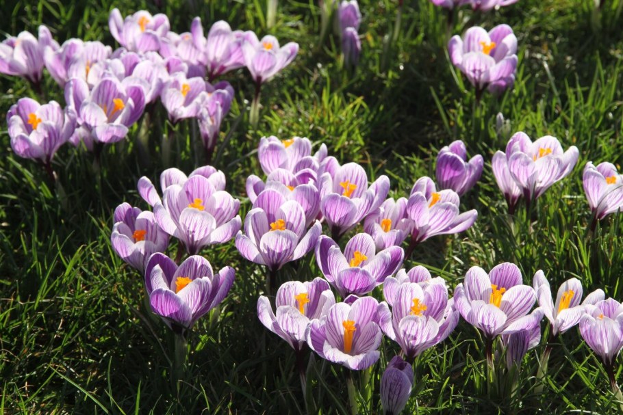 Безвременник цветок