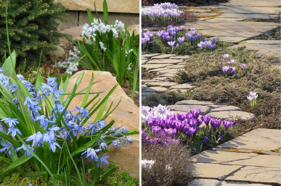 Первоцветы в Ботаническом саду МГУ В апреле