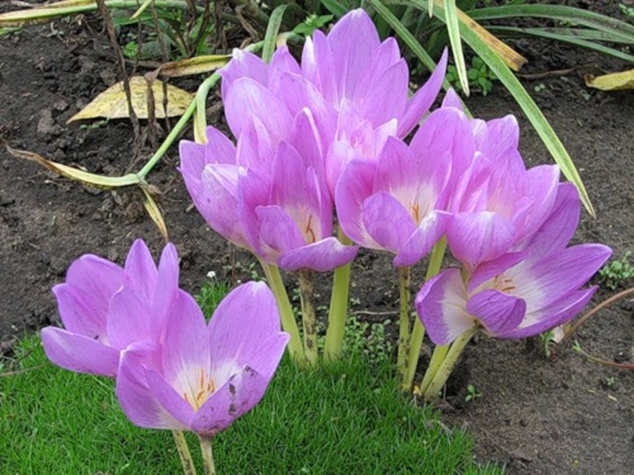 Весенние цветы крокусы