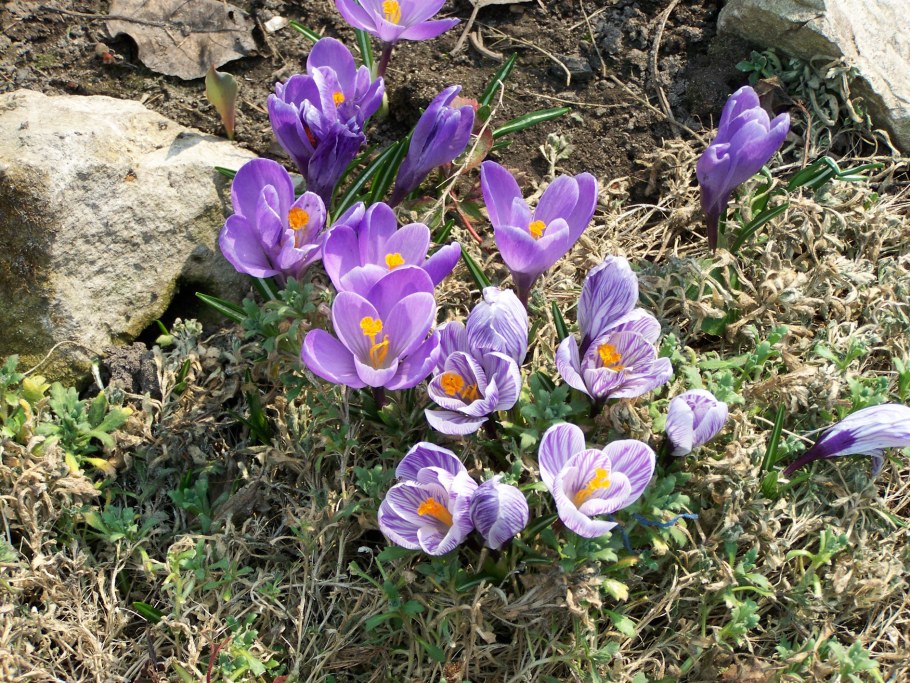 Крокус, тюльпан, гиацинт, Нарцисс, рябчик