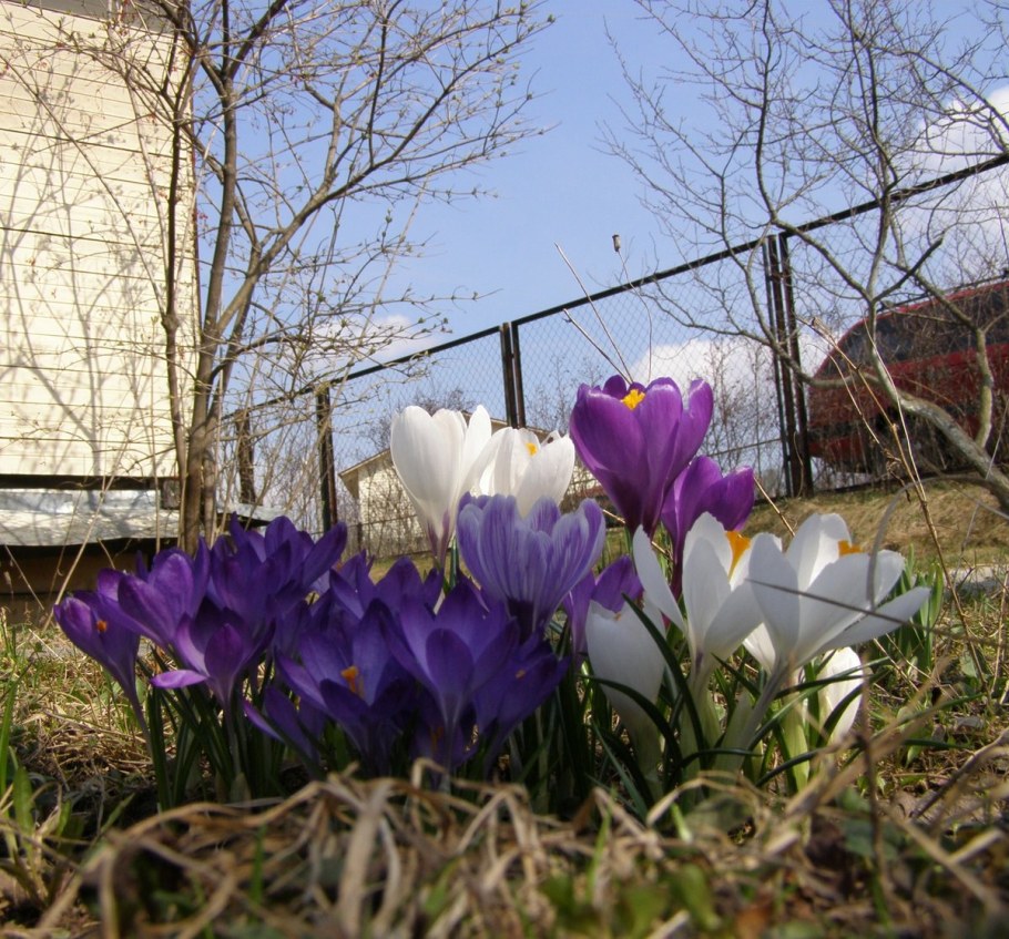 Крокусы на клумбе