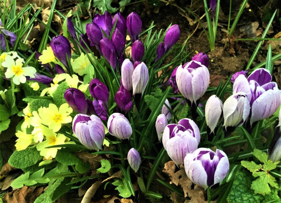 Крокусы многолетники