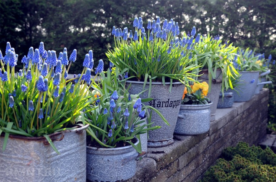 Альпийская горка тюльпан Нарцисс Крокус