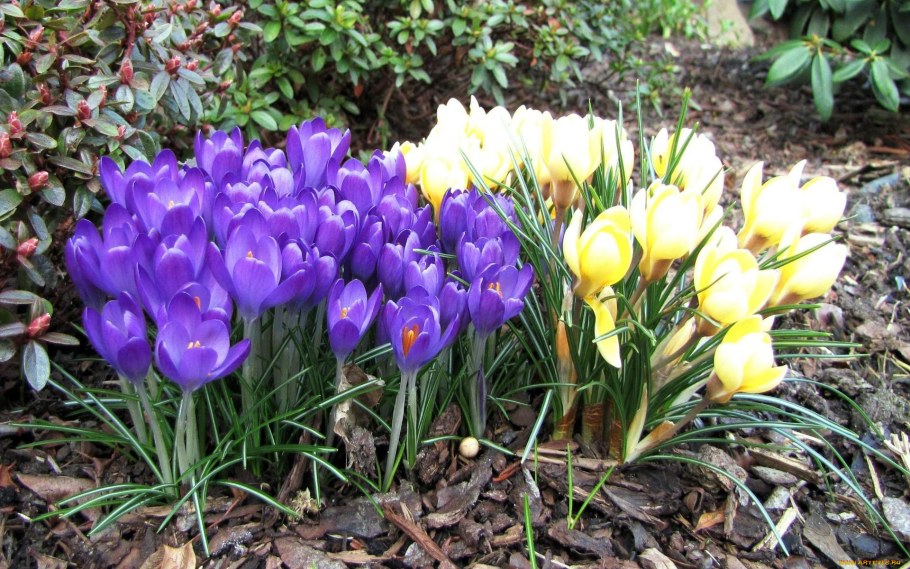 Альпийская горка тюльпан Нарцисс Крокус
