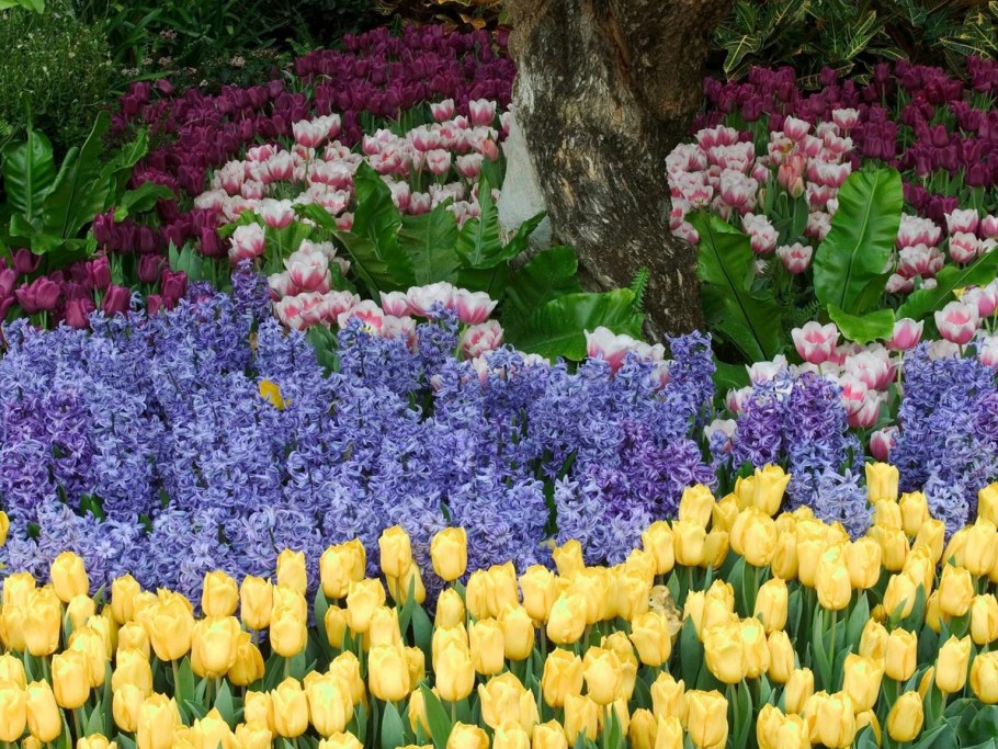 Луковичные цветы мускари