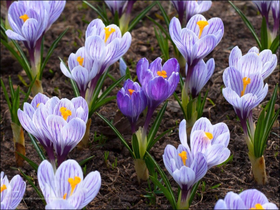 Крокус весеннецветущий