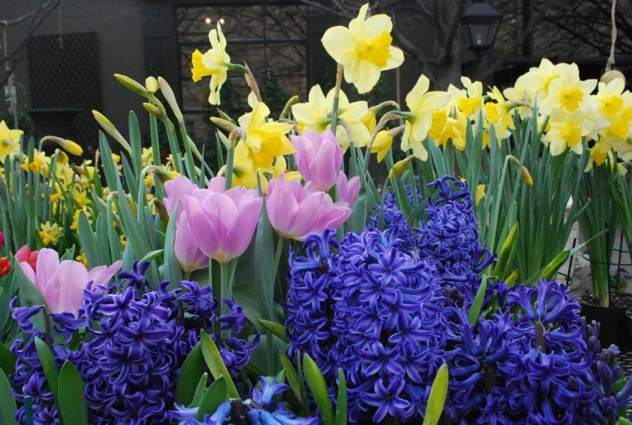 Крокусы на клумбе