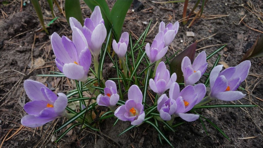 Крокусы многолетники
