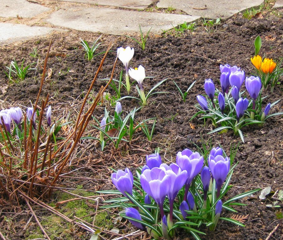 Луковичные многолетники фрезия