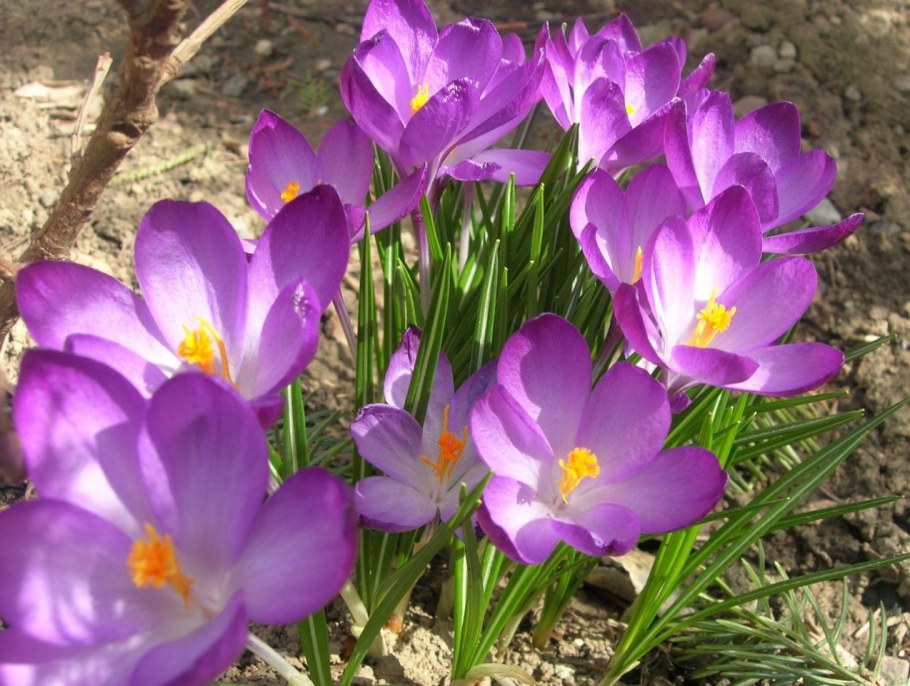 Ирис примула цветник