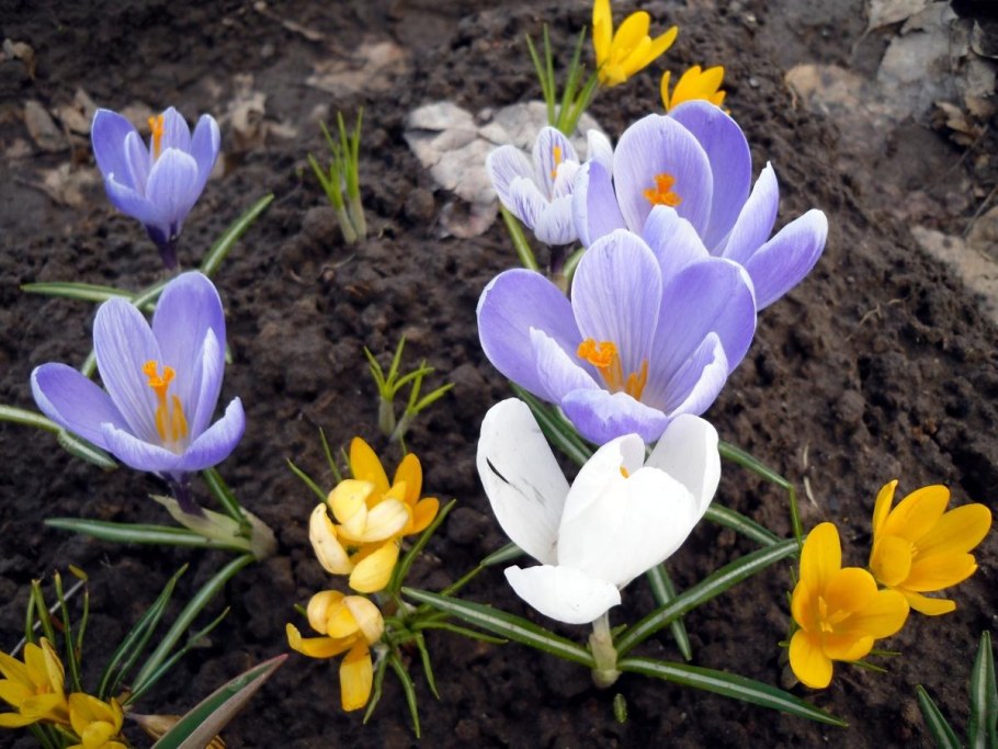 Мелколуковичные растения Крокус