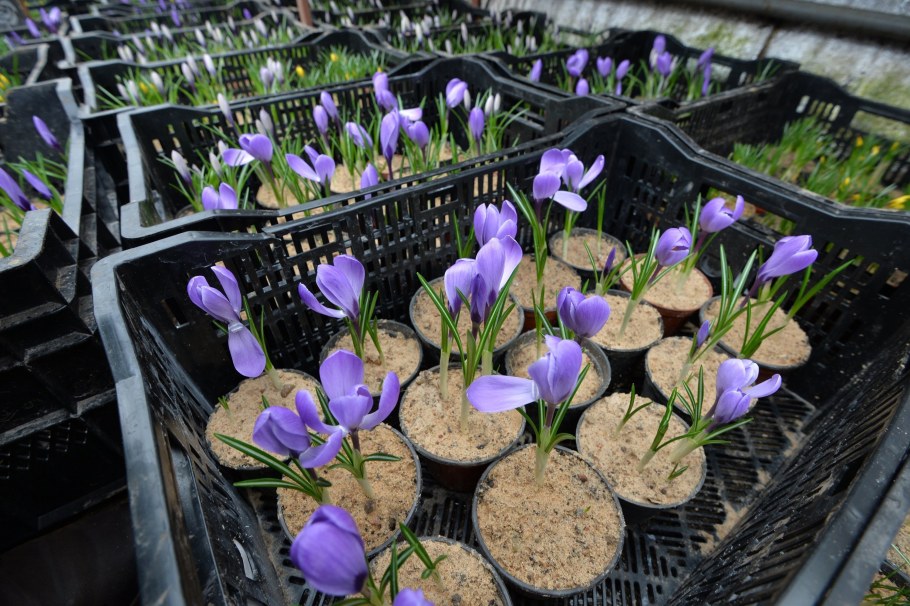 Однолетники и луковичные