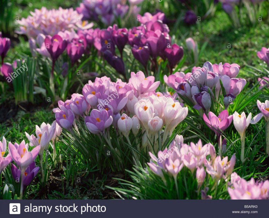 Крокусы многолетние