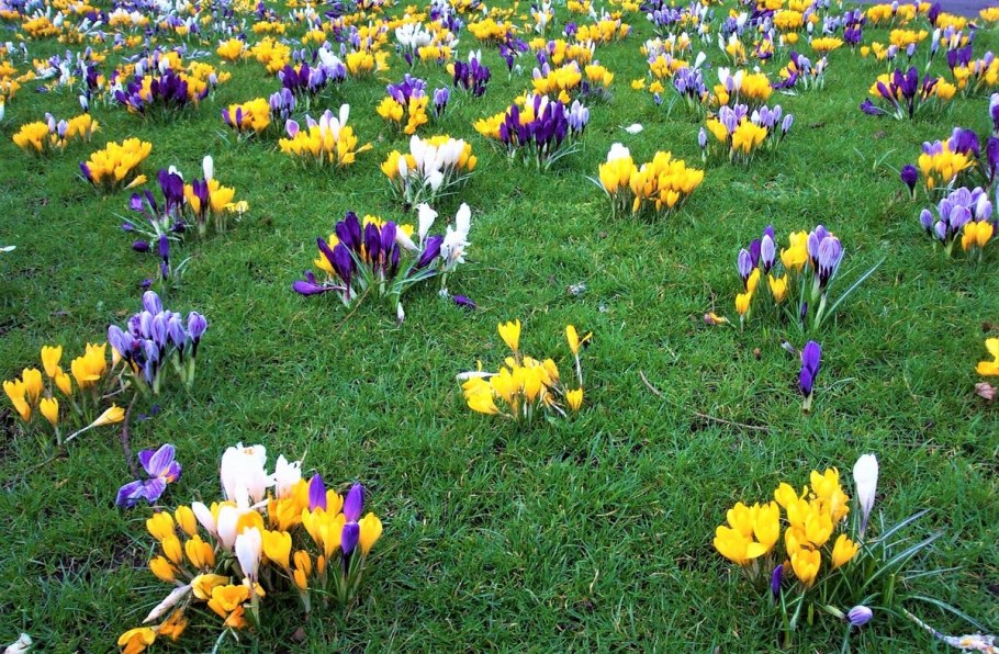 Первоцветы мускари