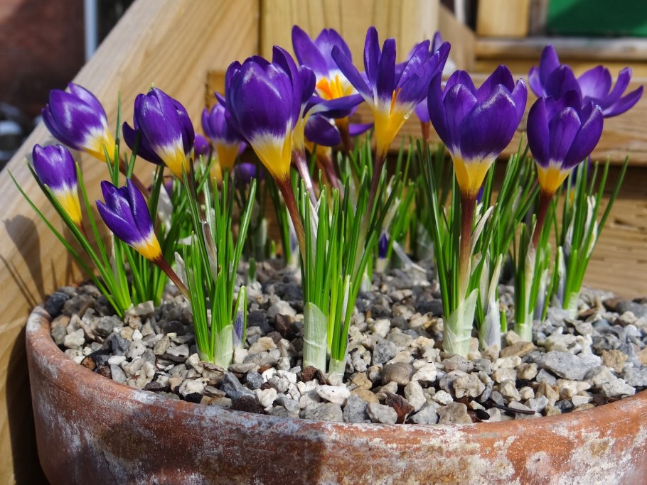 Кёкенхоф рабатка