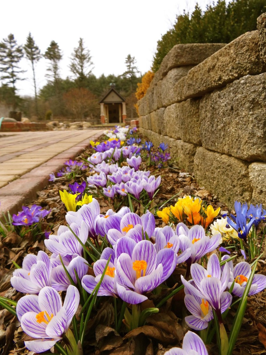 Крокус цветок на даче