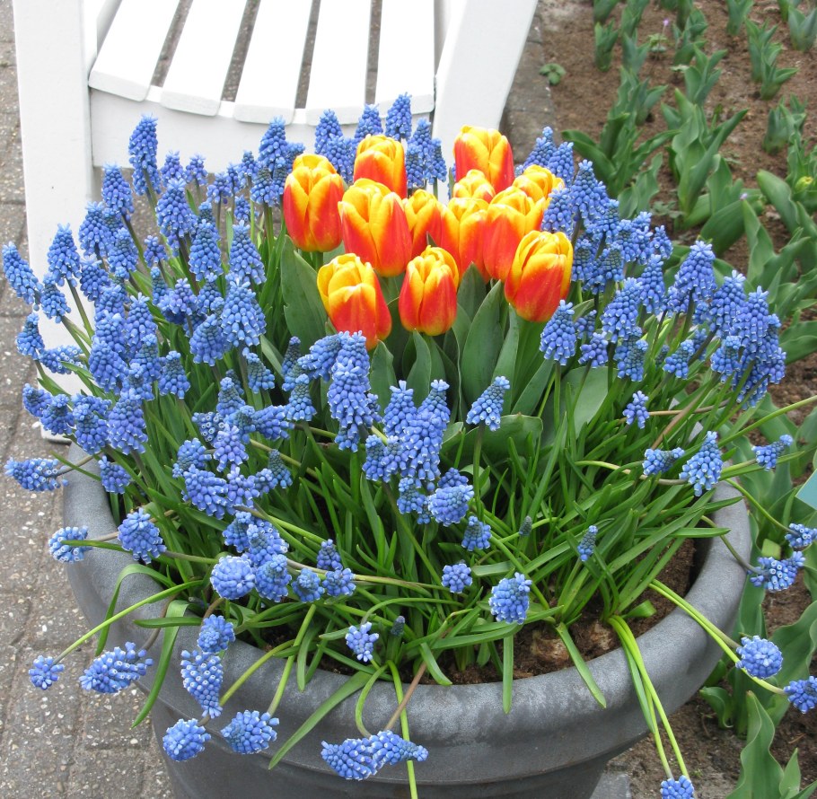 Крокус Шафран луковицы